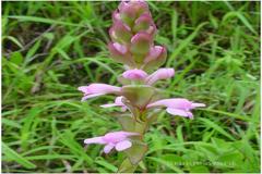 Satyrium nepalense
